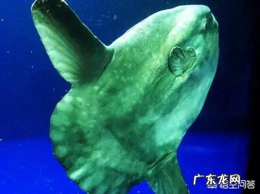 世界上最奇怪的动物长什么样?