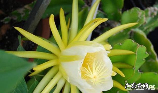 龙骨会开花吗？