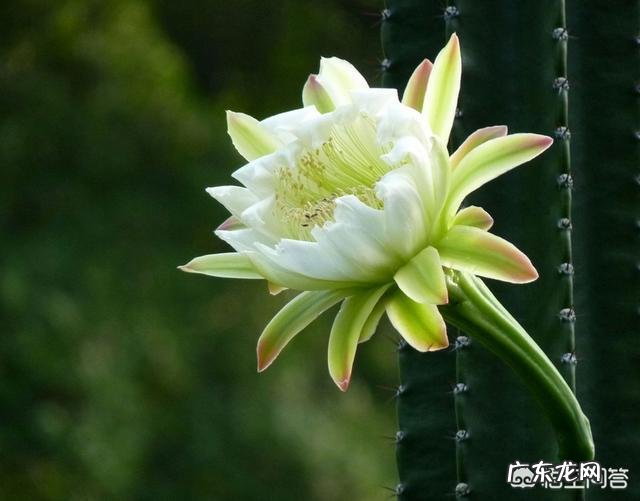 龙骨会开花吗？