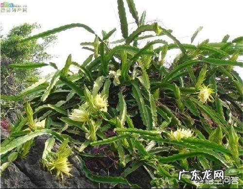 龙骨会开花吗?