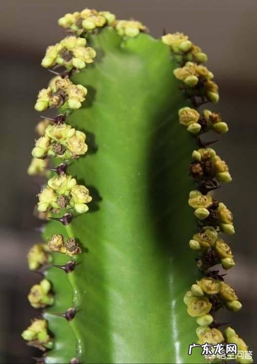 龙骨会开花吗？