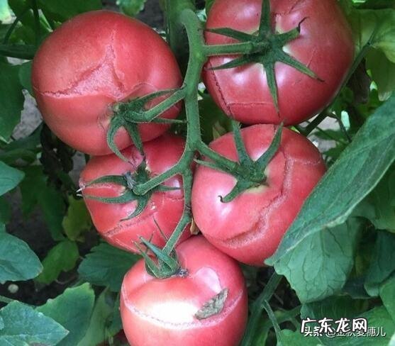 西红柿防裂果没有红可以提前采摘吗？