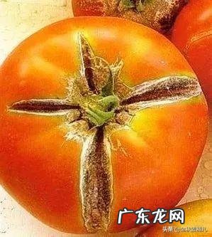 西红柿防裂果没有红可以提前采摘吗？