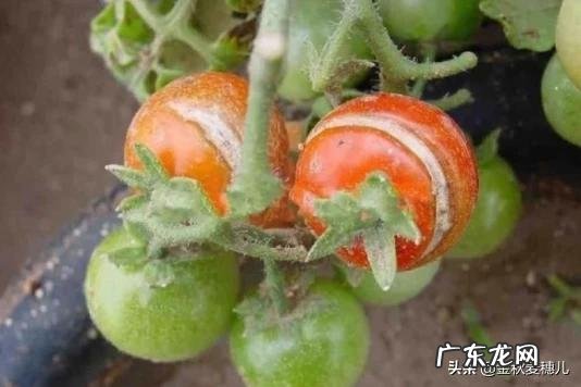 西红柿防裂果没有红可以提前采摘吗？