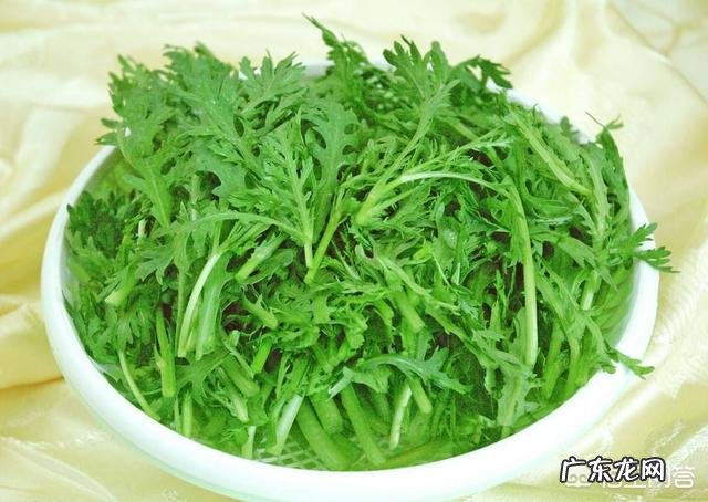 菊花脑的功效与作用及禁忌,如何正确健康的食用菊花脑?