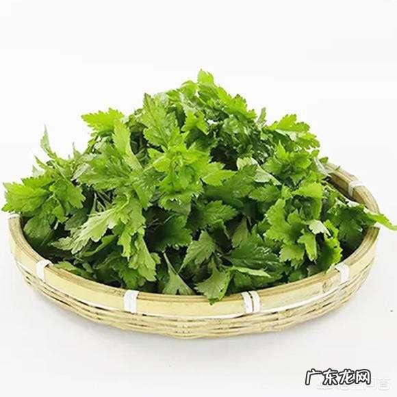 菊花脑的功效与作用及禁忌,如何正确健康的食用菊花脑?