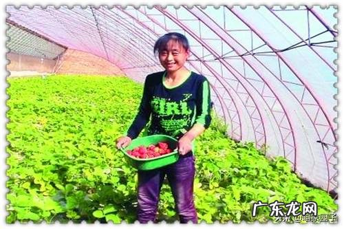 冬季雾霾天气对棚室蔬菜有什么影响?如何防护?