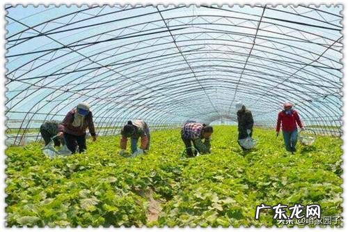 冬季雾霾天气对棚室蔬菜有什么影响?如何防护?