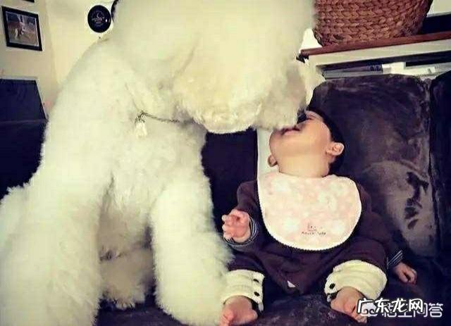 泰迪满大街都是,为何“巨贵”少人养?