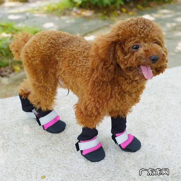 泰迪满大街都是,为何“巨贵”少人养?