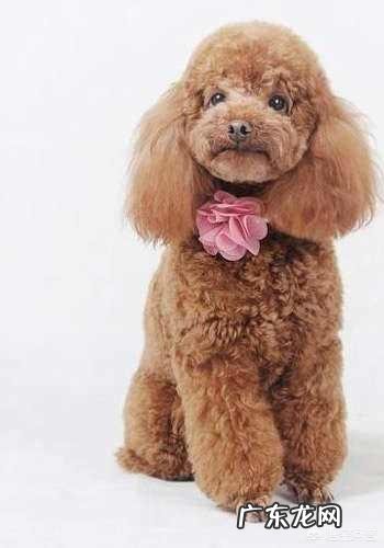 泰迪满大街都是,为何“巨贵”少人养?