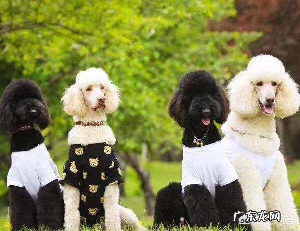 泰迪满大街都是,为何“巨贵”少人养?