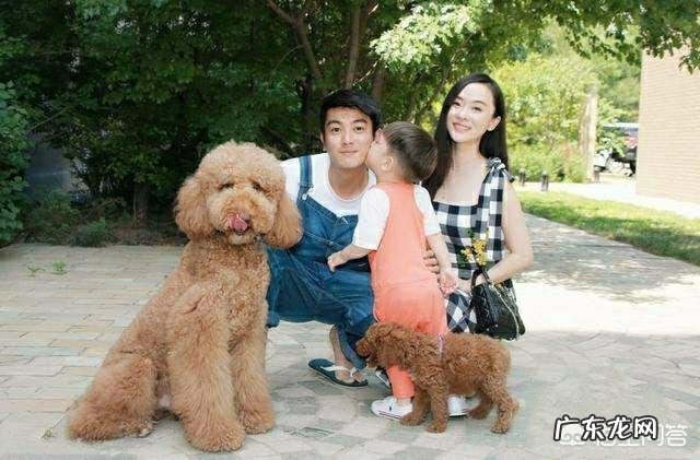 泰迪满大街都是,为何“巨贵”少人养?