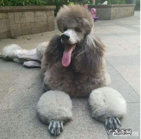 泰迪满大街都是,为何“巨贵”少人养?