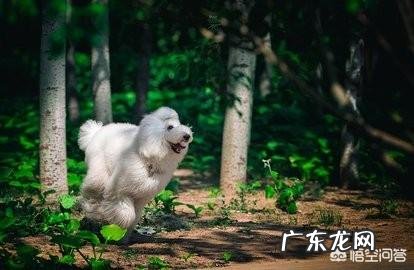 泰迪满大街都是,为何“巨贵”少人养?