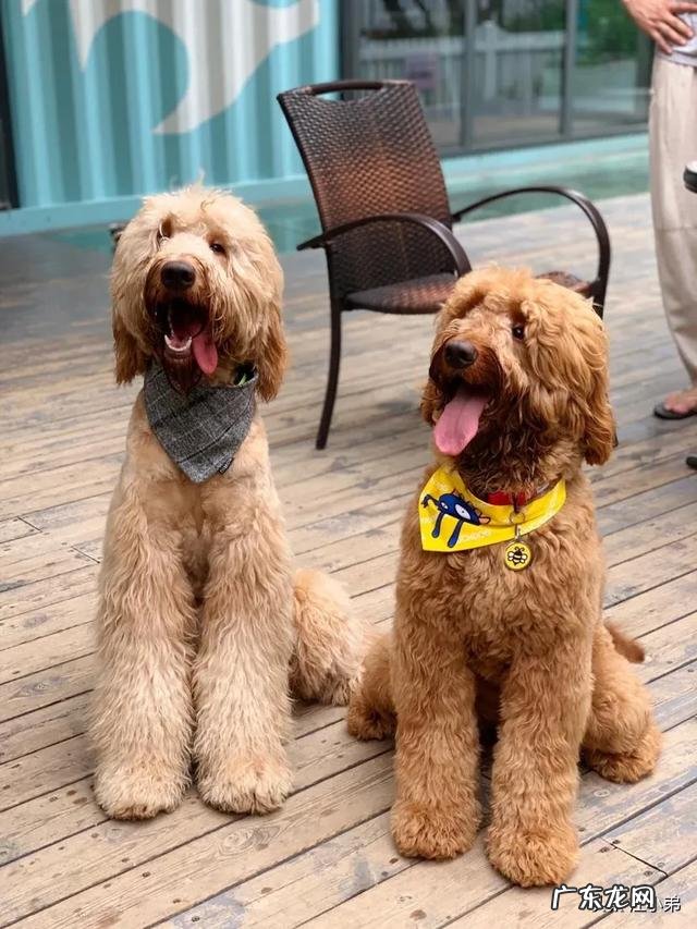 泰迪满大街都是,为何“巨贵”少人养?