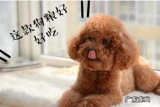 泰迪满大街都是,为何“巨贵”少人养?