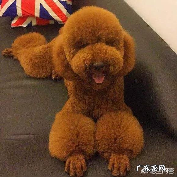 泰迪满大街都是,为何“巨贵”少人养?