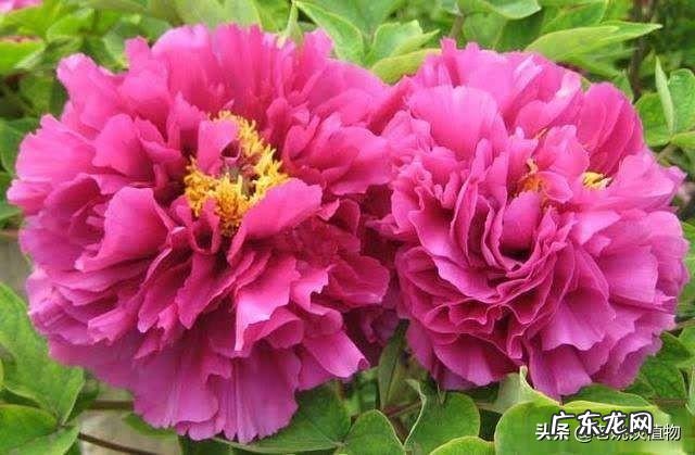 牡丹花种子如何播种？何时播种？