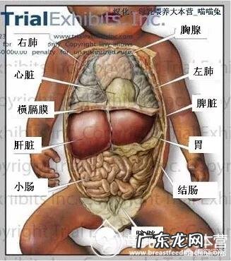 母乳喂养会过度喂养吗?如何避免过度喂养?