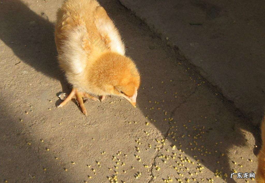 养殖小鸡的简单方法