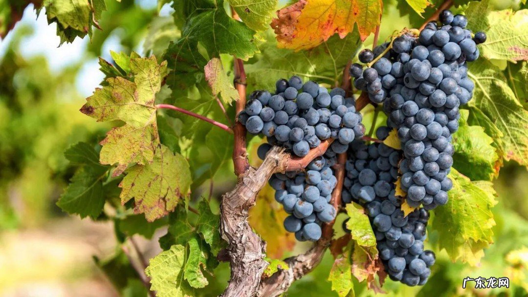 葡萄与什么食物相克