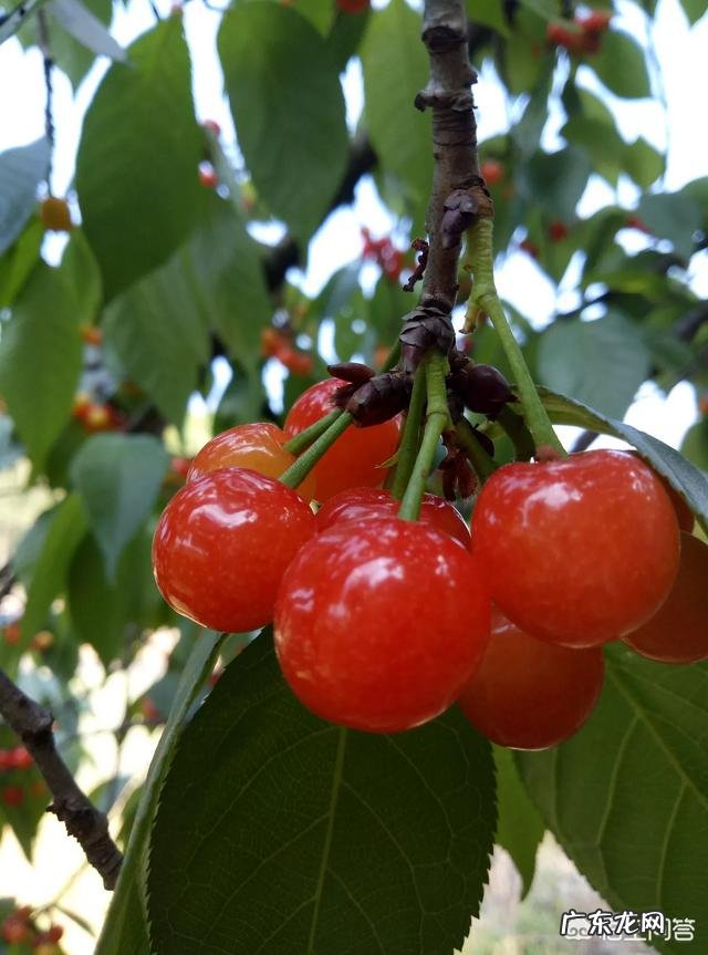 樱桃可以多吃吗?