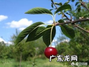 樱桃可以多吃吗？