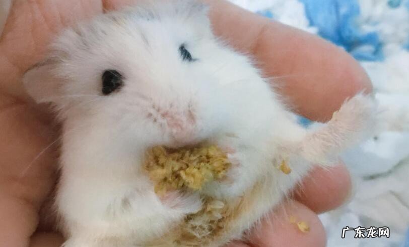 仓鼠不吃东西怎么办