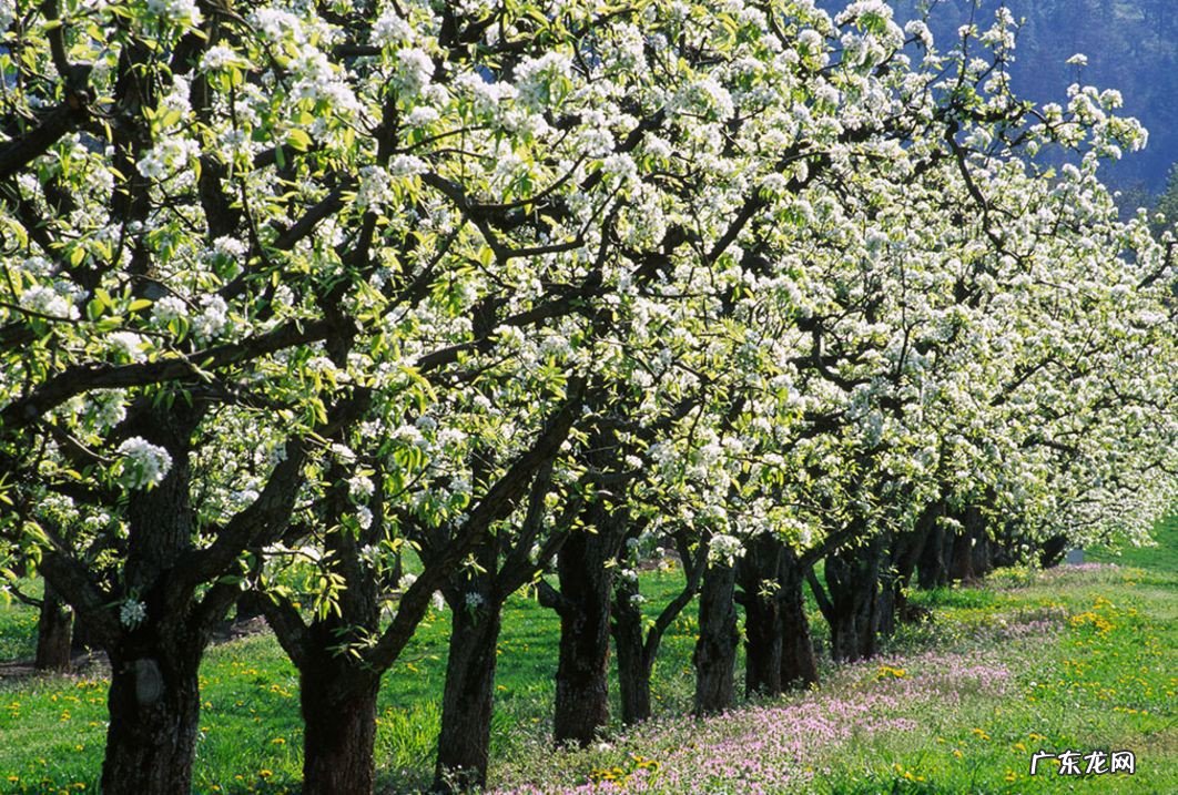 梨树的修剪方法