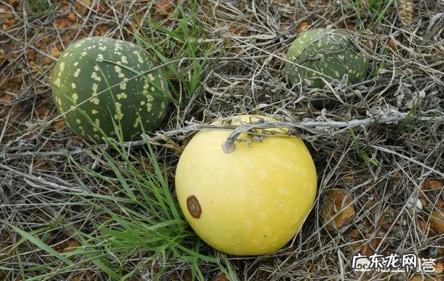 “药西瓜”植物有什么功效和作用?
