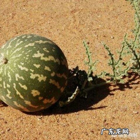 “药西瓜”植物有什么功效和作用?