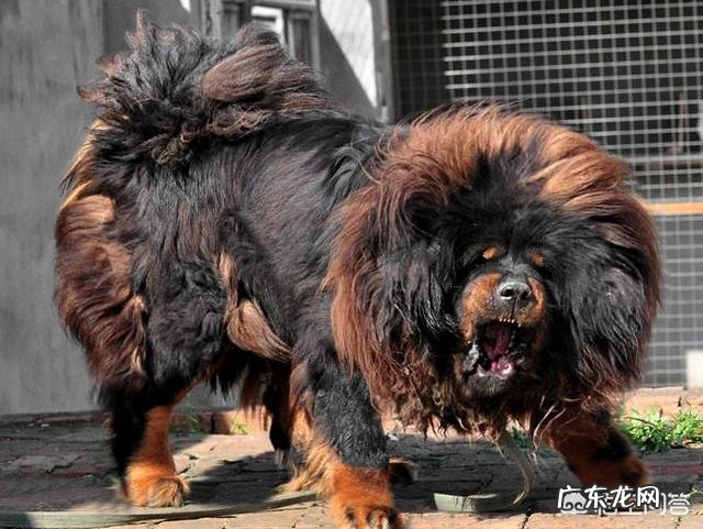 饿急眼的藏獒会吃主人吗?