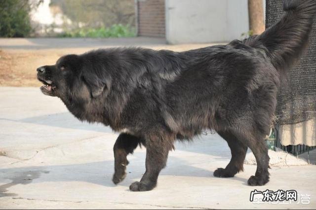 饿急眼的藏獒会吃主人吗?