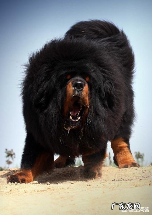 饿急眼的藏獒会吃主人吗?