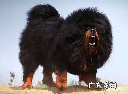 饿急眼的藏獒会吃主人吗?