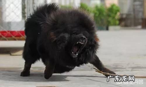 饿急眼的藏獒会吃主人吗?