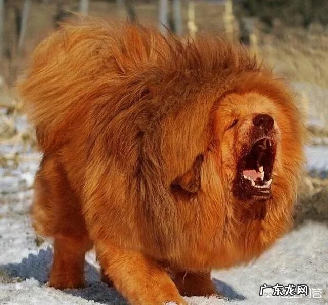 饿急眼的藏獒会吃主人吗?