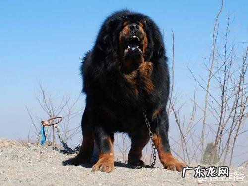 饿急眼的藏獒会吃主人吗?