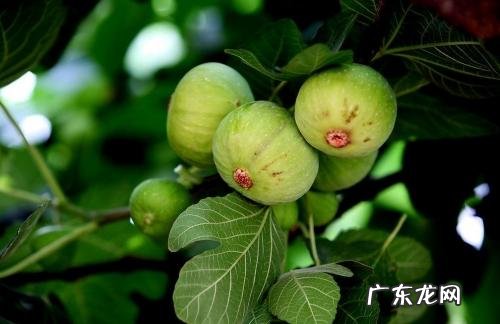 有哪些既能充饥、热量又低的食物?