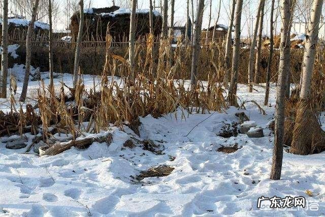 农村老话“冬至不离十一月”啥意思？为什么冬至又叫“小年”？