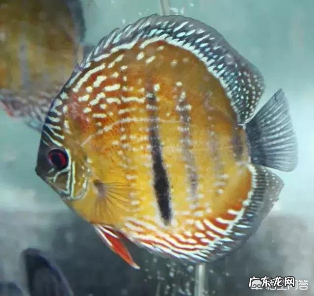 鱼缸加土霉素有什么作用,要注意什么?