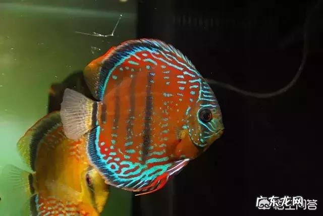 鱼缸加土霉素有什么作用,要注意什么?