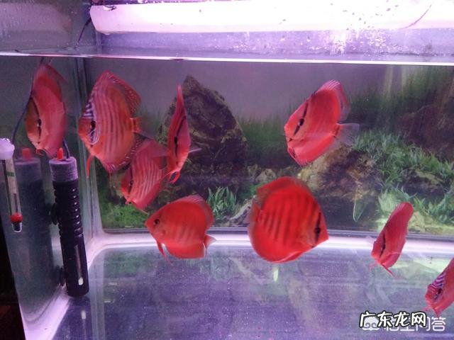 鱼缸加土霉素有什么作用,要注意什么?