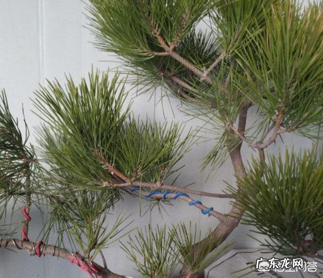 植树节种什么树成活率高?