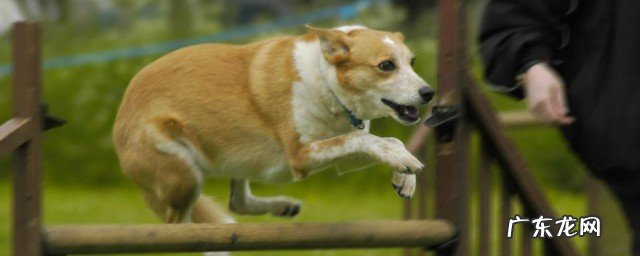 狗狗的培训方法