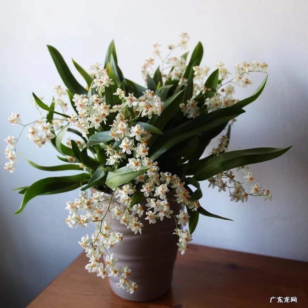 香兰的养护方法