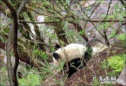 历史上有没有诡异的人类集体失踪事件?真正的答案是什么?