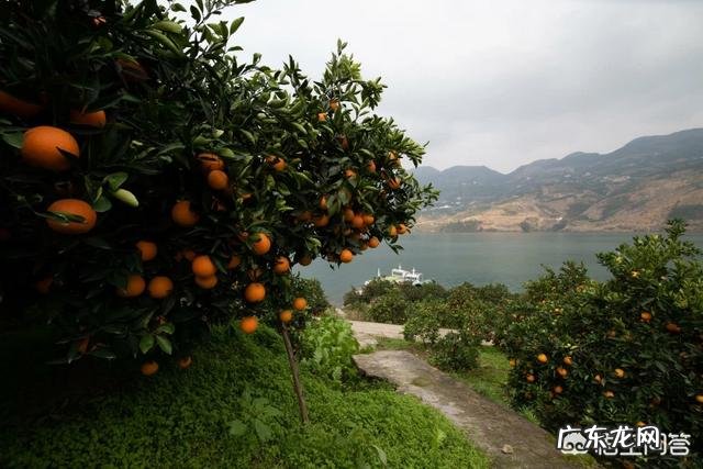奉节脐橙今年价格行情怎么样?