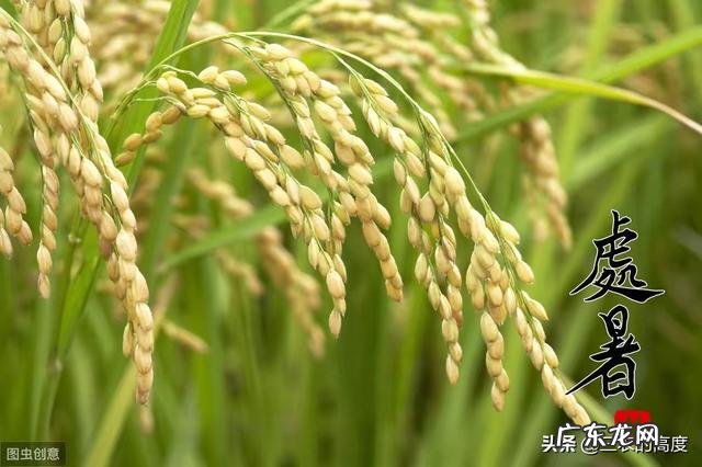 农村俗语:“处暑天不暑,炎热在中午”,什么意思呢?处暑什么时候到来?